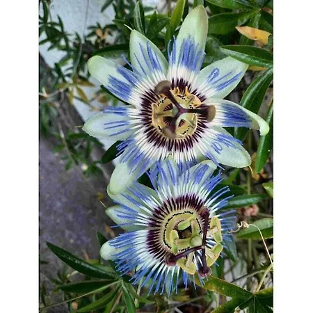 In With Swimming Pool *