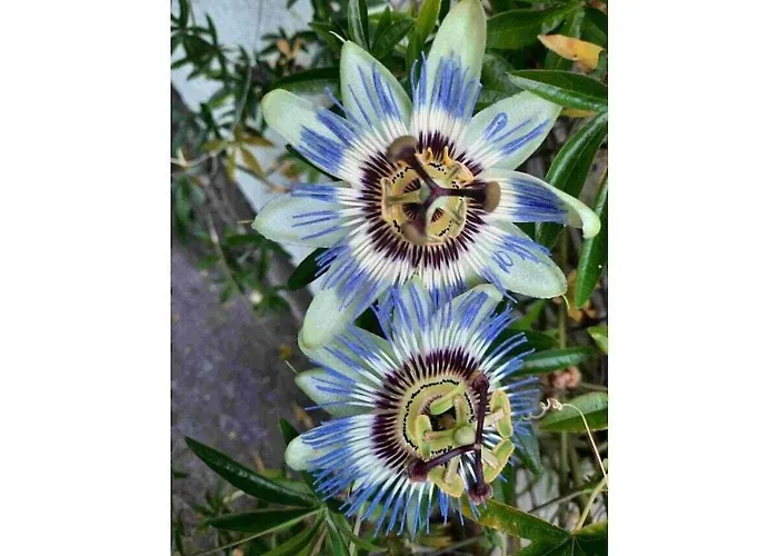 In With Swimming Pool *